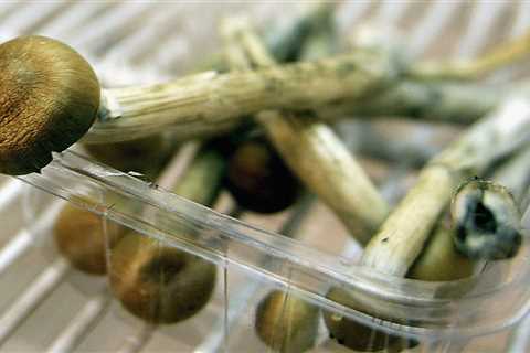 Colorado voters asked to legalize psychedelic mushrooms