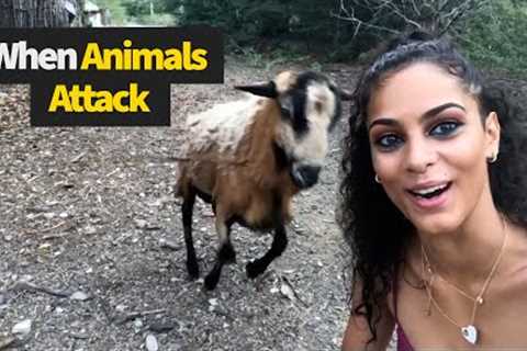 When Animals Attack Back