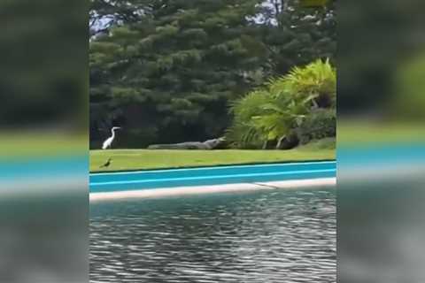 Video: Alligator Stalks Egret, Only to Get Eaten by Other Giant Gator