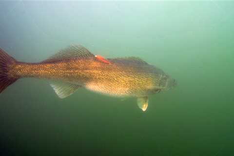 The Insane Cult of the Lake Erie Walleye