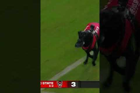 Ripken the tee-retrieving dog gets a huge ovation 👏