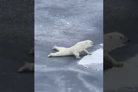 Smart polar bear is a bit too careful while moving over thin ice