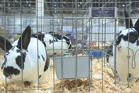 14,000 rabbits brought to Reno for annual convention