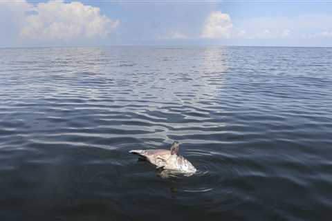 Red tide is blooming in Southwest Florida after Hurricane Ian.  Will it reach Tampa Bay?