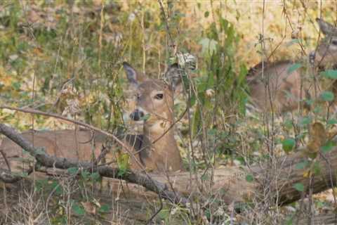 Columbus business owner shares tips for avoiding deer while driving