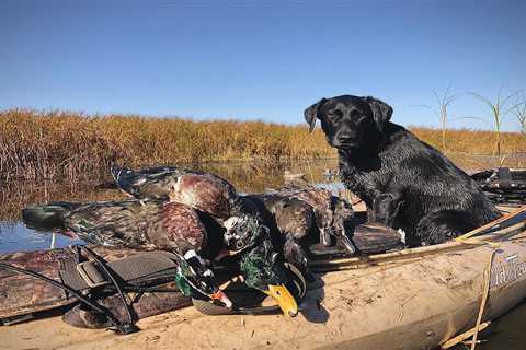 Duck Hunting from a Kayak: Tips for Beating the Mud Motor Crowd