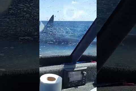 Shark jumps onto boat