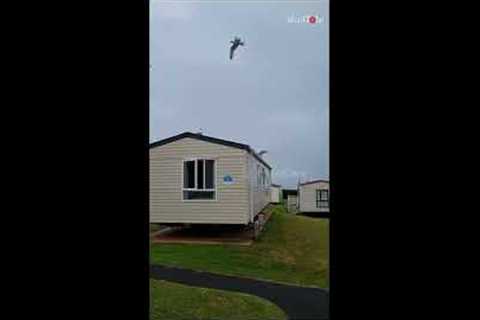 Prankster wakes neighbours by luring flock of seagulls onto caravan roof