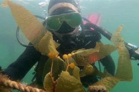 San Diego extends settlement with sunken seaweed pilot farm