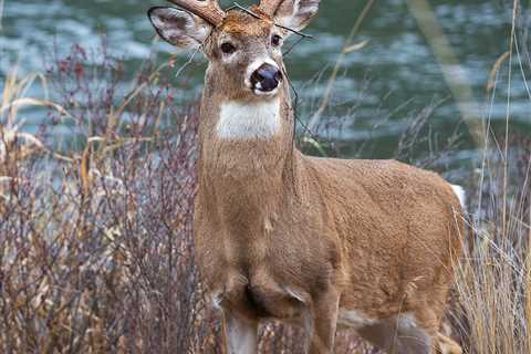 How to Run a River Bottom Deer Drive