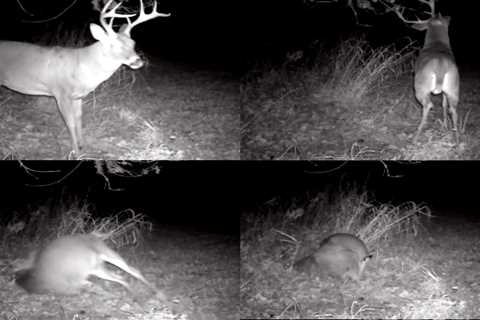 Video: Did This Buck Have a Seizure While Working a Scrape?