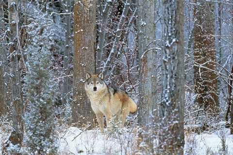 Montana Judge Dissolves Temporary Limits on Wolf Hunt