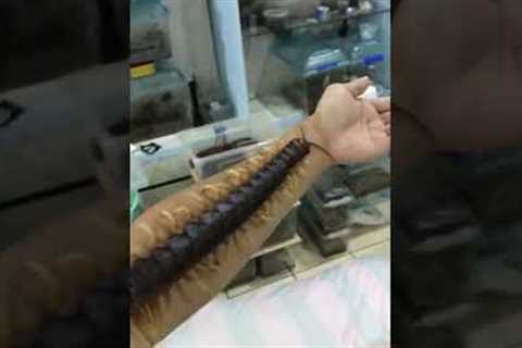 Giant centipede crawls along man''s arm