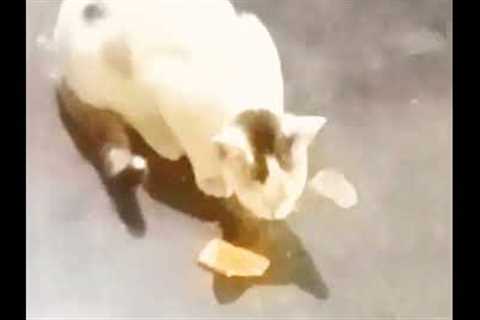 cute cat funny videos viral video#short#shortfeed