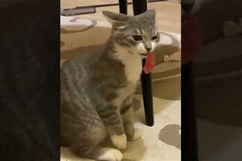 Cat eats sushi in the most ridiculous way