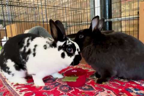 Chicago’s Hare BnB caters to bunnies hopping for the spa treatment