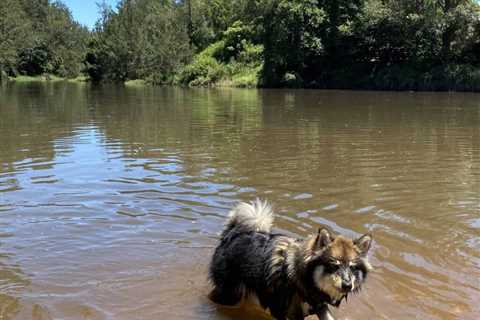 Finding the Best Off-Leash Dog Parks and Beaches in Brisbane