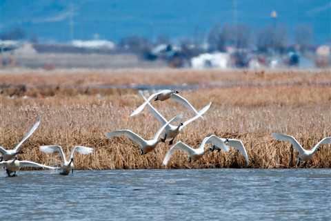 The Utah Swan Season Closed Early Because Some Hunters Are Targeting a Protected Species