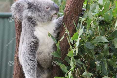 Visit the Lone Pine Koala Sanctuary in Brisbane