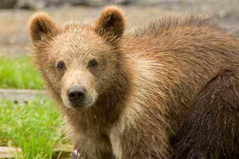 Brown Bear Cub Becomes the Second Bruin in Alaska to Die from Bird Flu