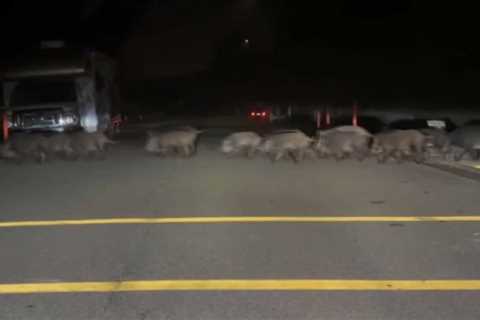 Wild Pigs Ransack San Jose Lawns, Rubbish Cans – NBC Bay Space