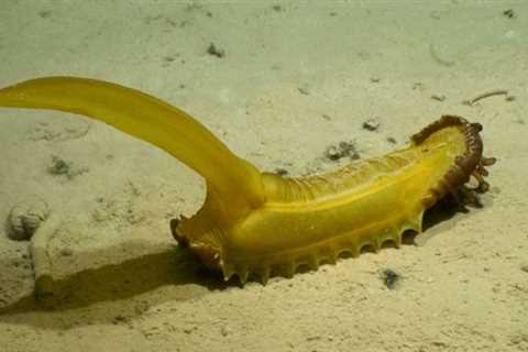 10 bizarre deep sea creatures found in 2022