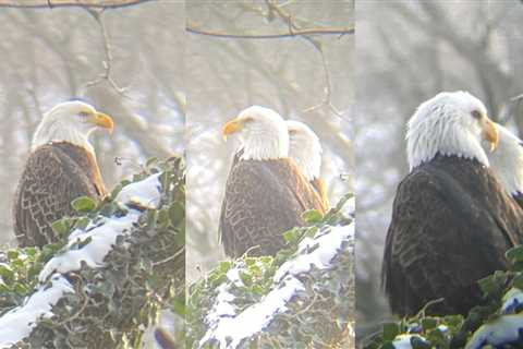 Two bald eagles spotted in the middle of snowy woods in Greater Cincinnati