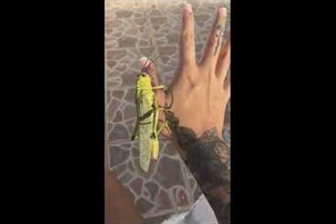 Huge grasshopper perches on woman's hand In Mexico