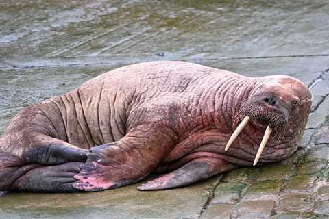 Stormy gales wash walrus and seals ashore as urgent weather warnings for SNOW and ice kick off 2023