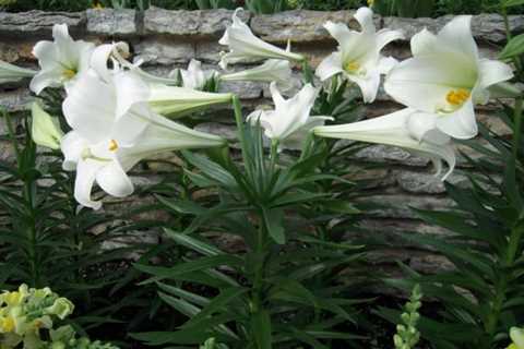 Easter Lillies are beautiful but, deadly to cats!