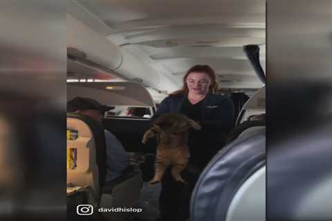 Stewardess wrangles unruly cat on United flight