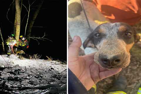 Volunteer Firemen Rescue a Pack of Bear Hounds from an Icy Hollow in the Appalachians