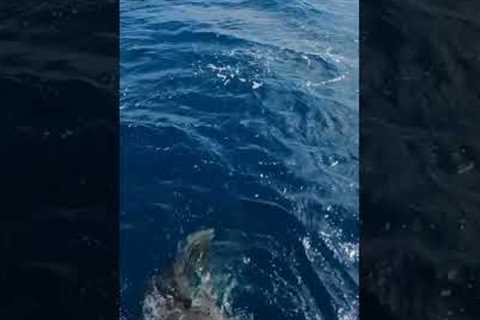 Tiger shark tries to bite diver's flippers in Hawaii