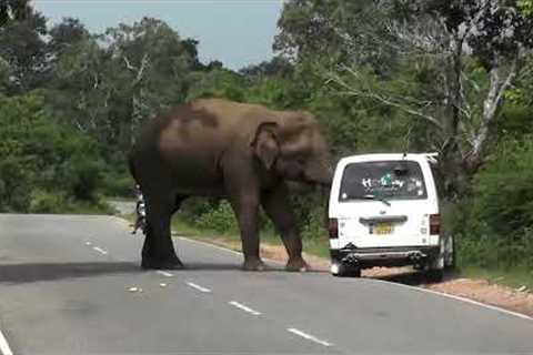 Scary scene shows elephant attacking van filled with people