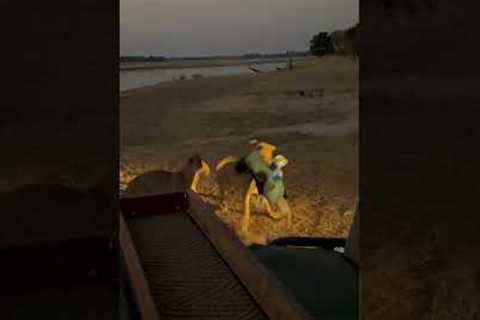 Pair of lions steal drinks table from tourists