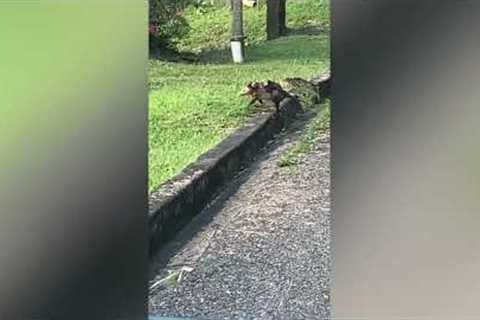 Opossum mum carries babies on her back while crossing the road