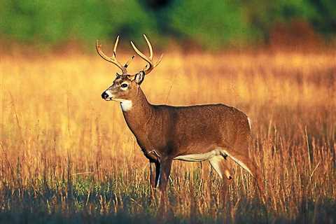 Cleveland Metroparks begin killing deer on North Chagrin Reservation – news-herald.com