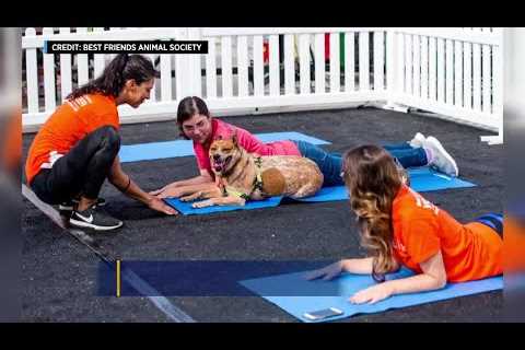 Your chance to practice yoga with puppies