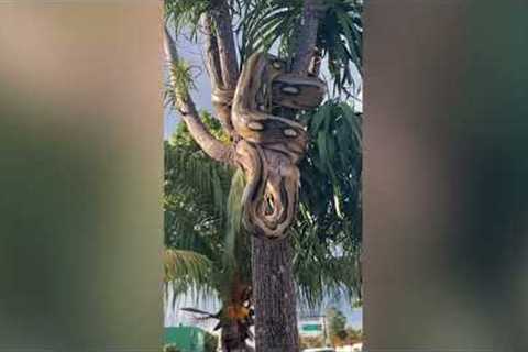 Giant Python hangs from tree while swallowing fresh meat