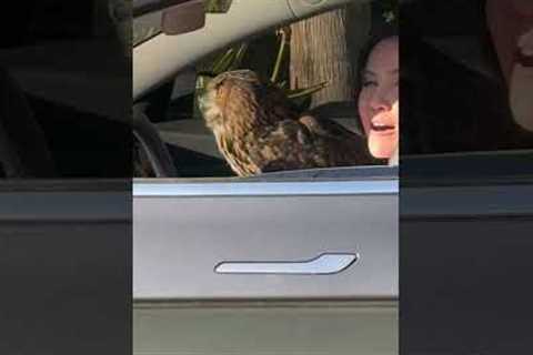 Huge eagle-owl chilling in a Tesla