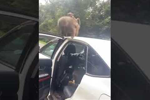 Cheeky baboon jumps into car window to steal bananas