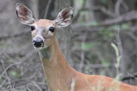 Four cities in the Cleveland metropolitan area are enacting deer hunting laws