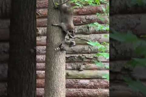 Raccoon mind-bogglingly carries baby by mouth down a tree