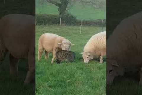 Adorable friendship between a cat and a lamb