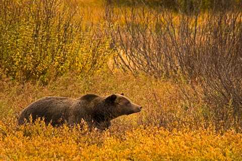 Montana Legislators, Don’t Blow Our Best Chance to Delist Grizzly Bears