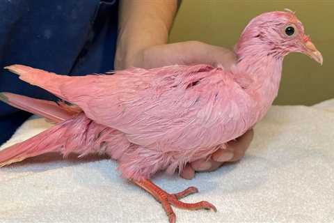 Pink pigeon found in NYC dies after inhaling dye fumes, rescue group says