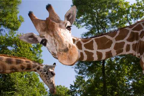 Why giraffe sex is a tall order and hinges on pee