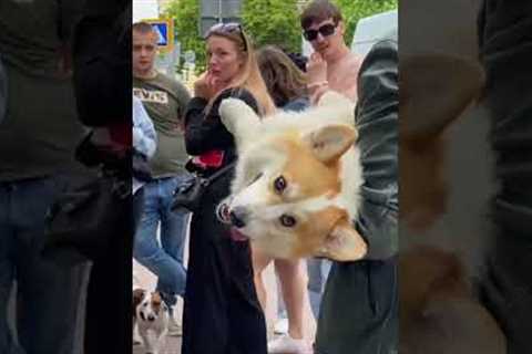 Happy corgi loves being picked up for walks