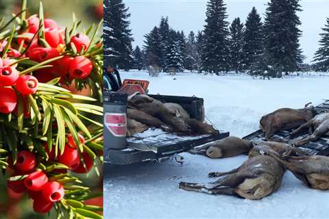 Poisonous Yew: This Backyard Ornamental Kills Wildlife-And Everything Else