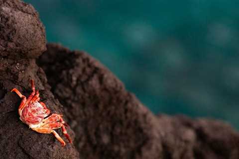 Millions of dead crabs ended up in the deep sea. Scientists still aren’t sure why.